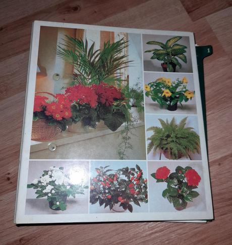 Izbové kvety od a do z, 