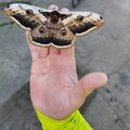 po noci u nas zaparkoval najvacsi nocny