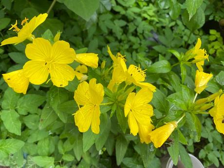 Pupalka veľkoplodá -oenothera macrocarpa - semená,