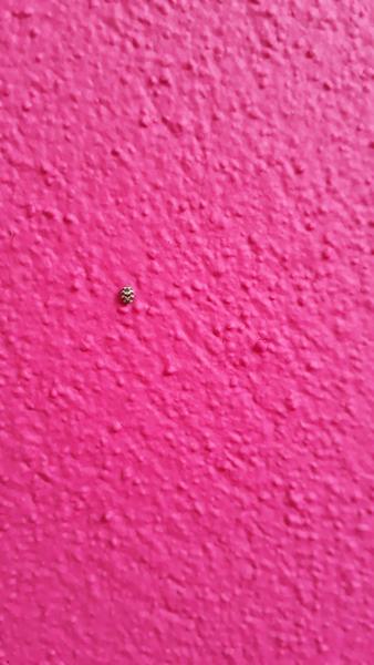 Čo môže byť tento hmyz?