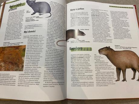 Savci vědomosti v kostce anatomie chování oblasti, 