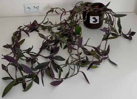Izbová previsnutá rastlina purple heart č.3, 