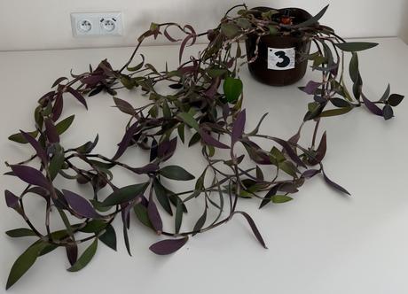 Izbová previsnutá rastlina purple heart č.3,