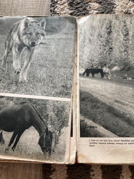 Sivá vlčica jaroslav holeček (1968), 