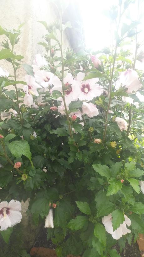 Semienka ibišteka ružového, 