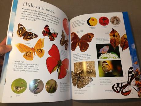 Flying stickers - butterflies and moths nau22, 