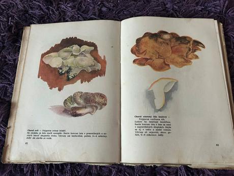 Huby našich hôr a lúk,