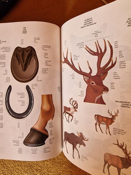 Velký obrazový tématický slovník,