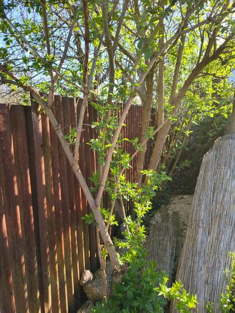 Drevo na kúrenie, do grilu, 