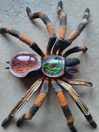 Anatomický model pavúka,