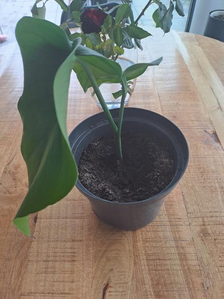 Monstera izbový kvet, 