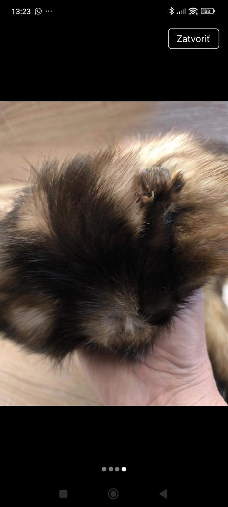 Kožušinový golier a čiapka, <50