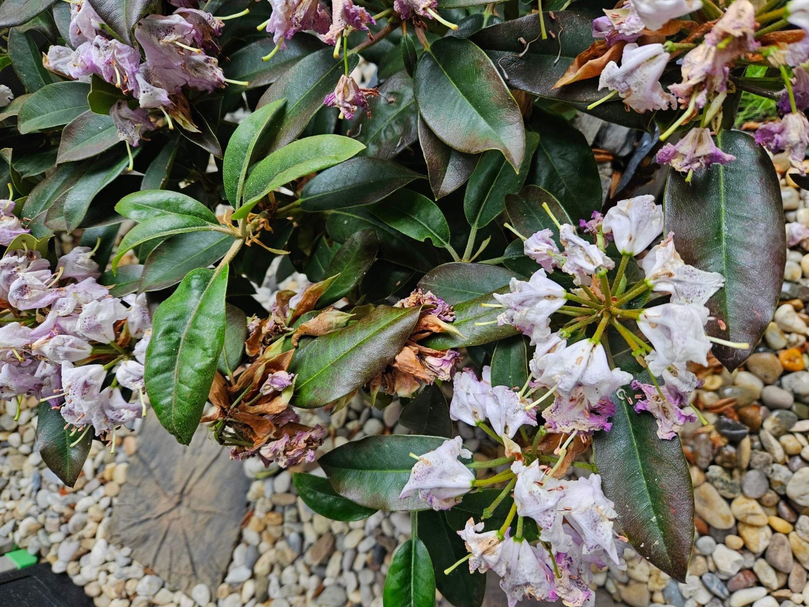 Rhododendron choroba Modrý koník