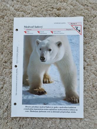 Stranka z encyklopedie - medved ladovy,