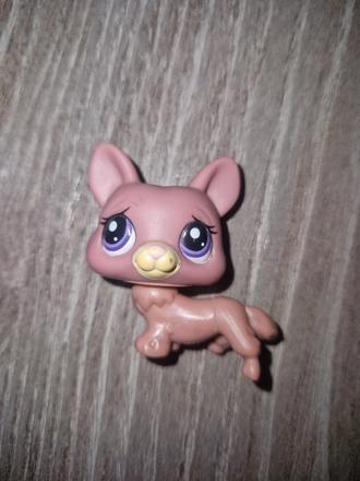 Littlest pet shop corgi,
