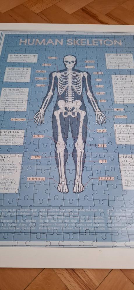 Puzzle skeleton, 