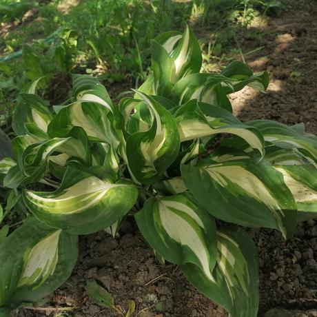 Hosta okrasné listy, 