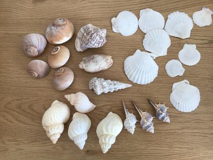 Zbierka mušlí, 