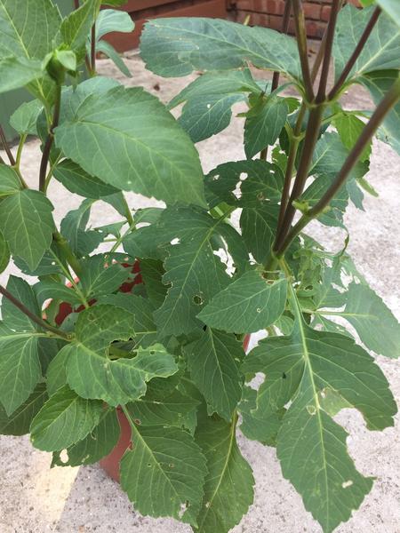 Co mi žerie rastlinku?