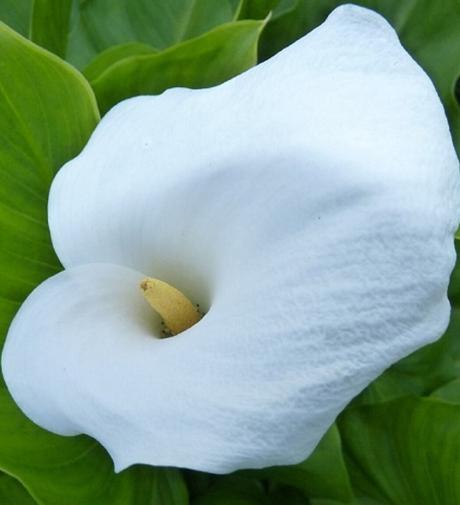 Predám hľuzy kala biela - kornutovka, 