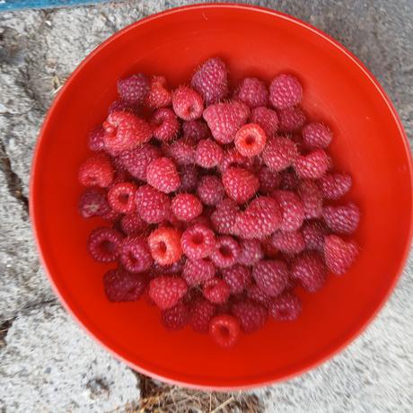 Maliny veľké--poľana, 