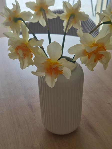 Ako presadiť cibuľoviny počas prerábky záhrady?