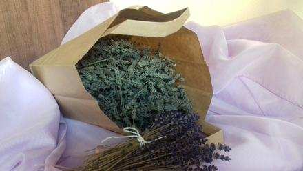 Susena levandula,
