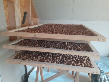 Vlašské orechy lúpané - domáca bio produkcia, 