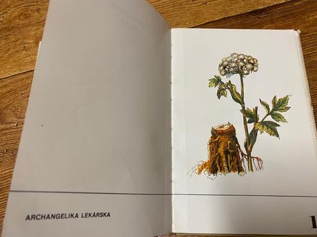 Pestovanie liečivých rastlín na malých plochách,