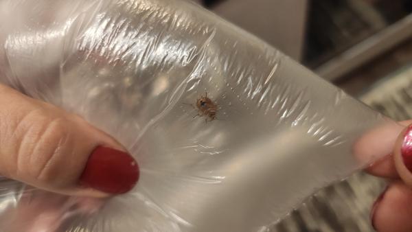 Aký to je chrobák?