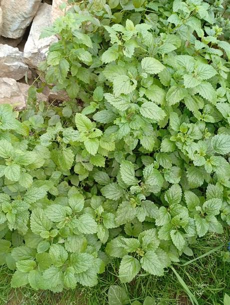 Sušená medovka a mäta, 