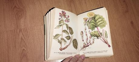 Liečivé rastliny a lesné plody, 