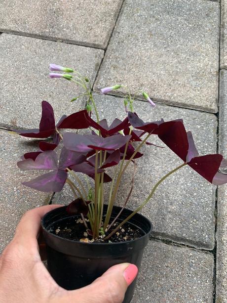 Oxalis, 