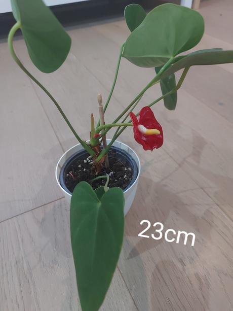 Anturia červená- okrasný kvet -anthurium andreanum,