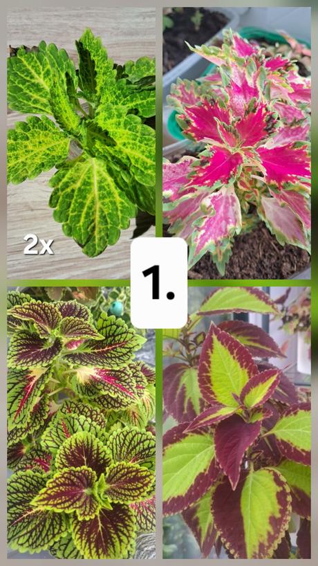 Okrasná žíhľava (5ks) koleus, 