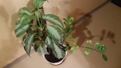 Predám kvet v bielom črepniku., 