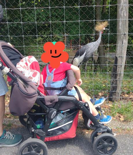 Športový kočiar, jané,jané aero