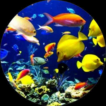 Jedly tortovy obrazok, 