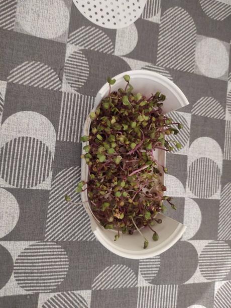 Microgreens klíčiaca súprava, 