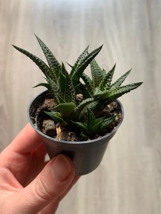Sukulenty haworthia,