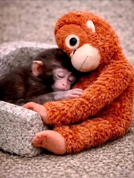 Punch originál opička, 