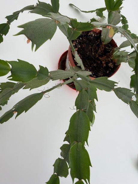 Kaktus(schlumbergera) izbová rastlina č.2,