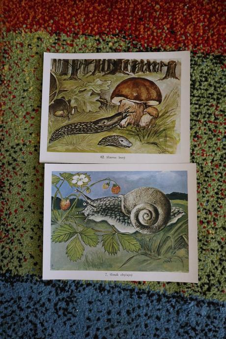 Obrazy/postery/obrázky zvierat,