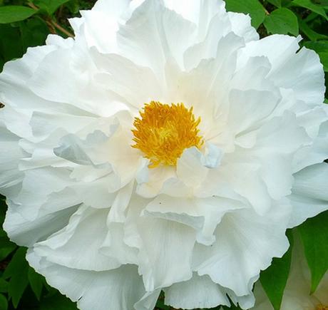 Biela drevitá  pivonka, 