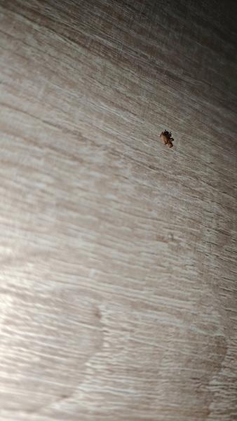 Môže to byť ploštica?