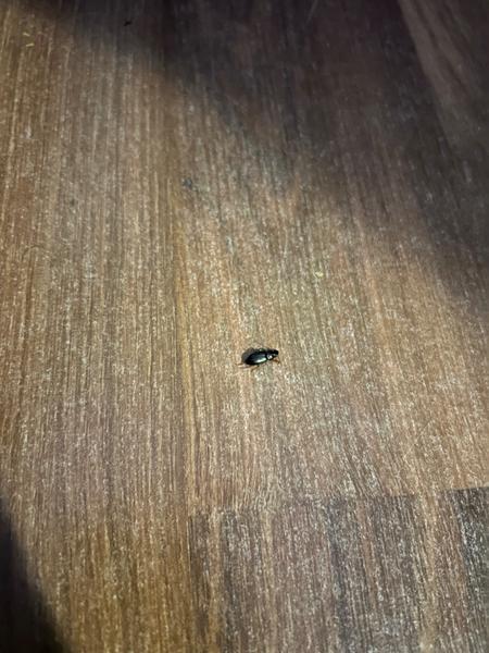 Čo to je za chrobáka?