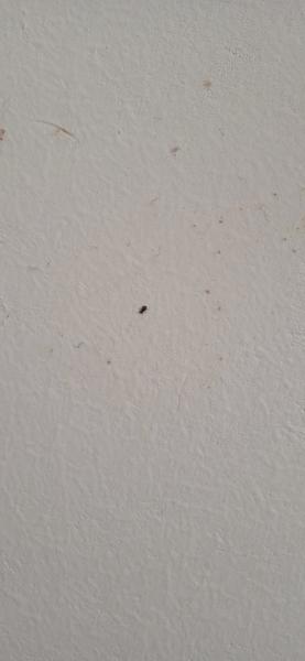 Čo je toto za chrobáka?