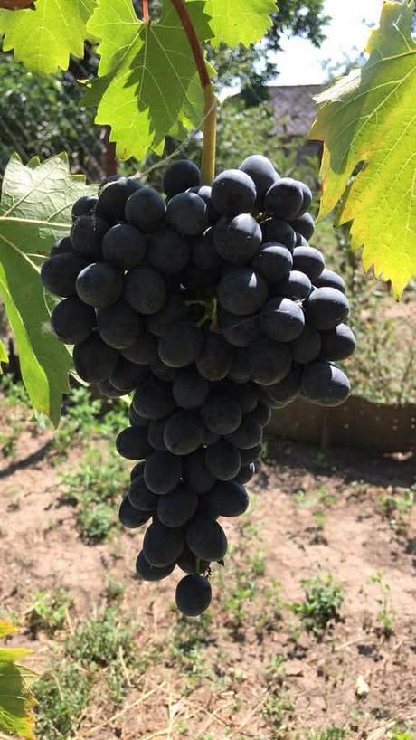 Džemik domáci 370 ml,, 