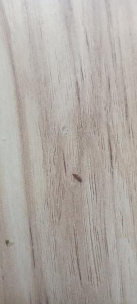 Ploštica alebo blcha: Ako rozoznať hmyz na matraci?