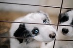 Na čo myslieť pri adoptovaní šteniatka?